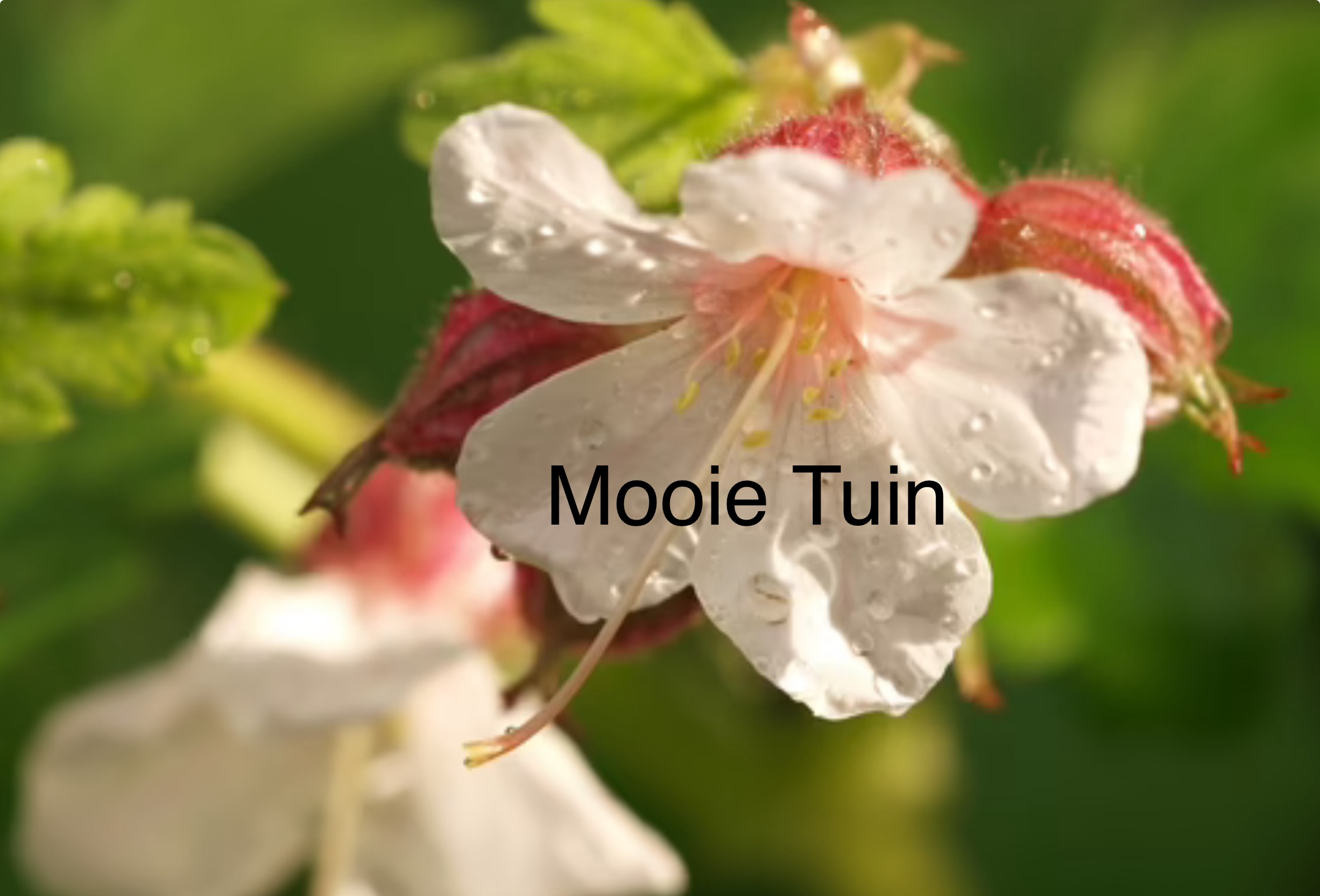 Mooie Tuin Tuinontwerp